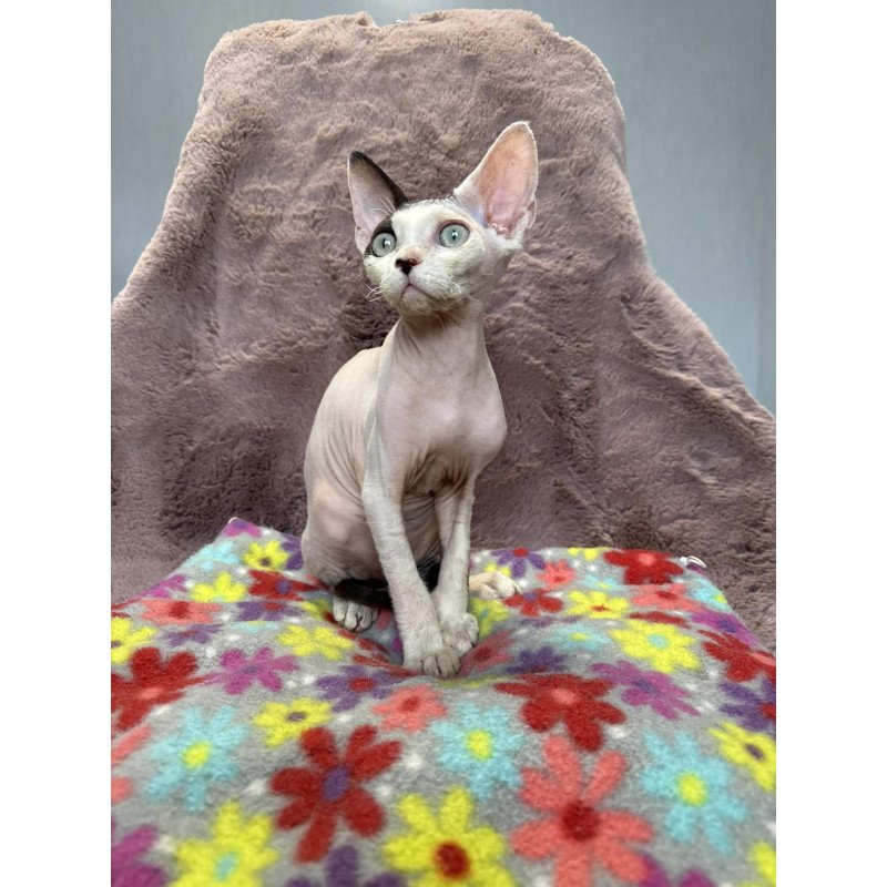 Devon Rex NOV Van