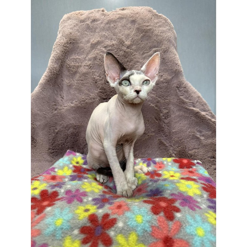 Devon Rex NOV Van