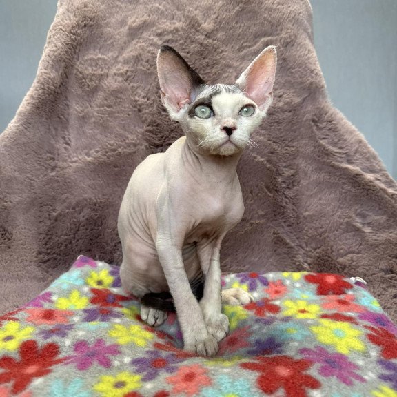Devon Rex NOV Van