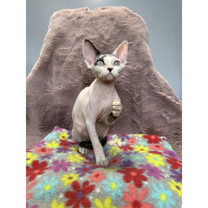 Devon Rex NOV Van