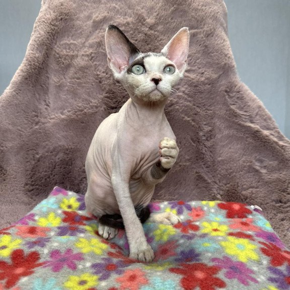 Devon Rex NOV Van