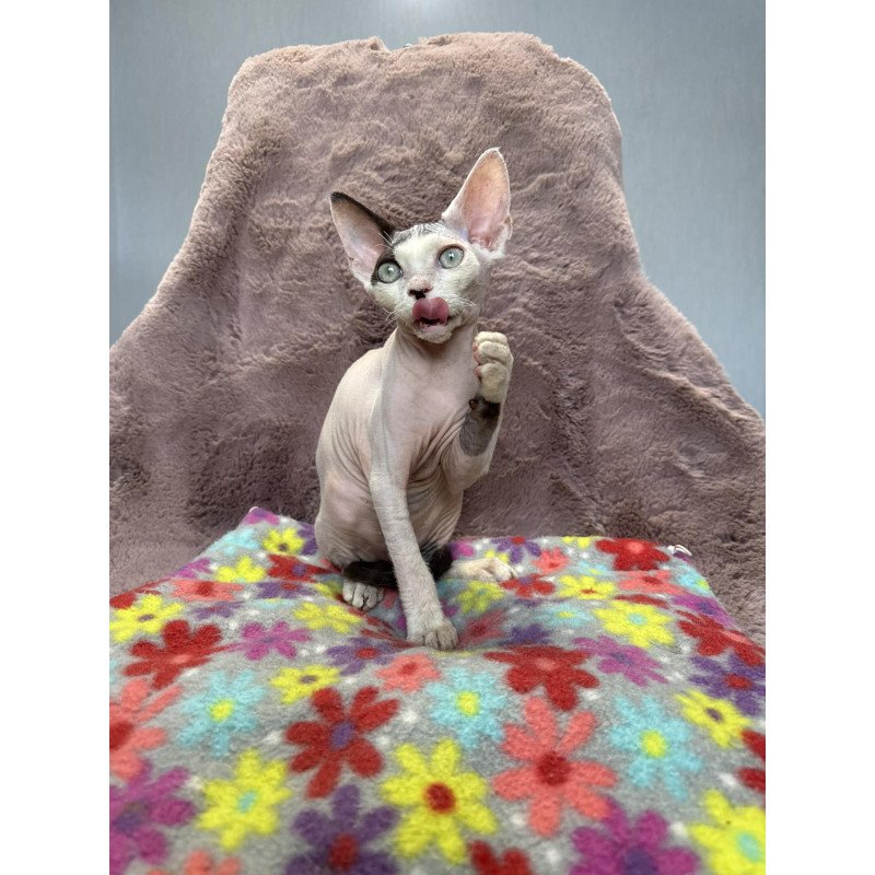 Devon Rex NOV Van