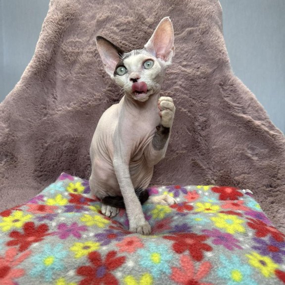 Devon Rex NOV Van