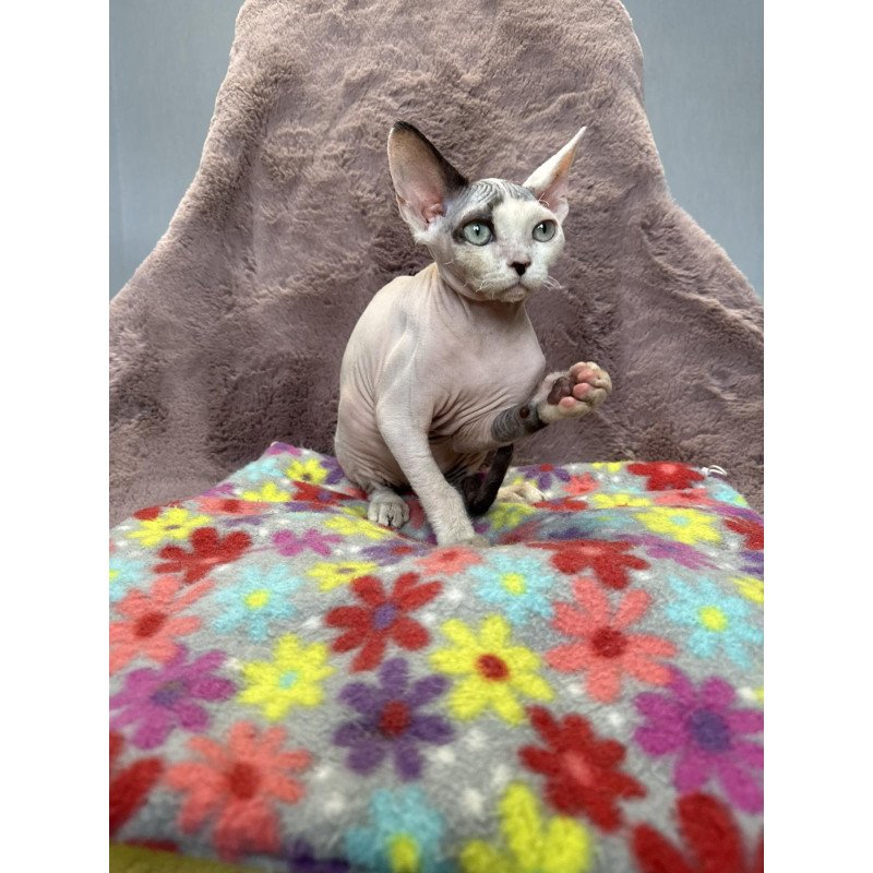 Devon Rex NOV Van