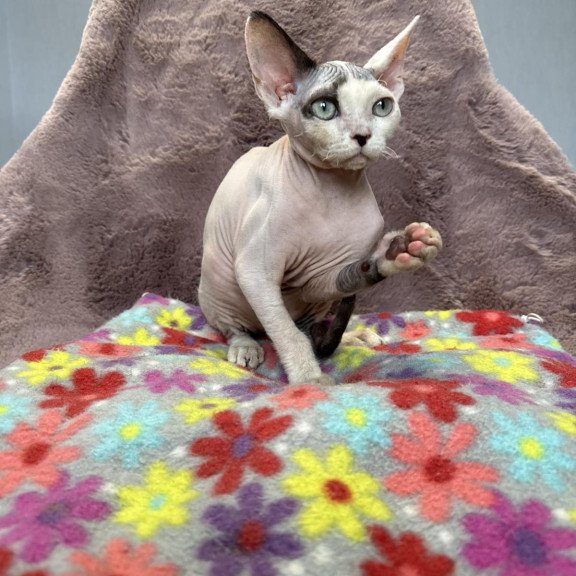 Devon Rex NOV Van