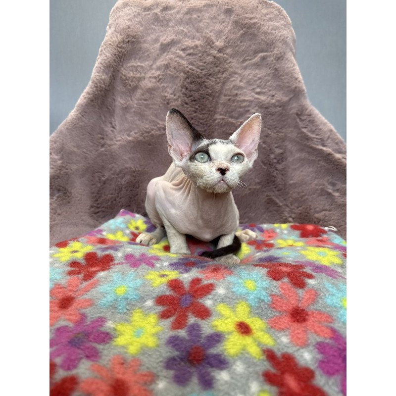 Devon Rex NOV Van