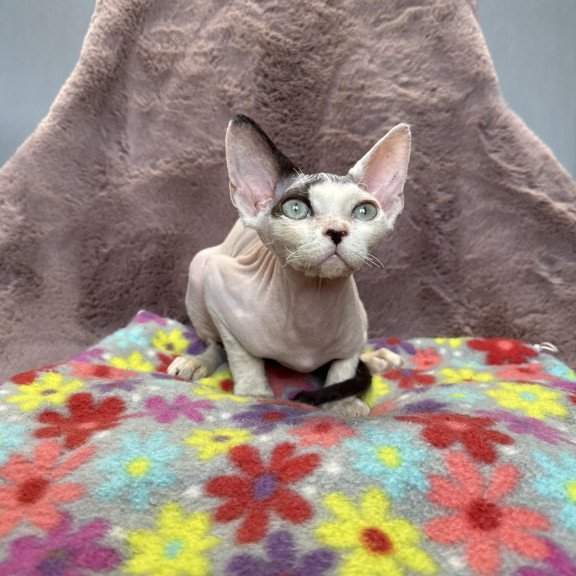 Devon Rex NOV Van