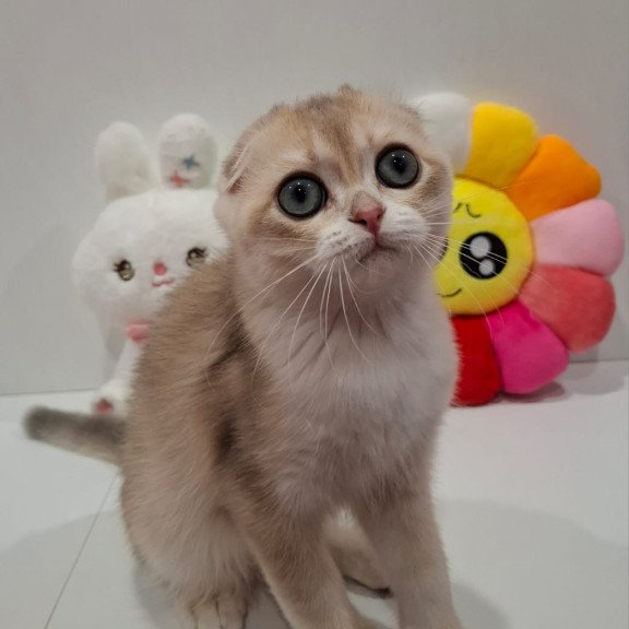 Scottish NOV Xavier