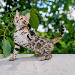 Bengal NOV Zuri
