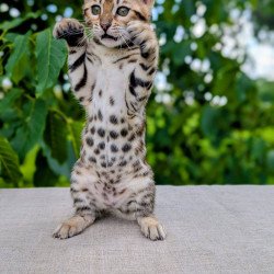 Bengal NOV Zuri