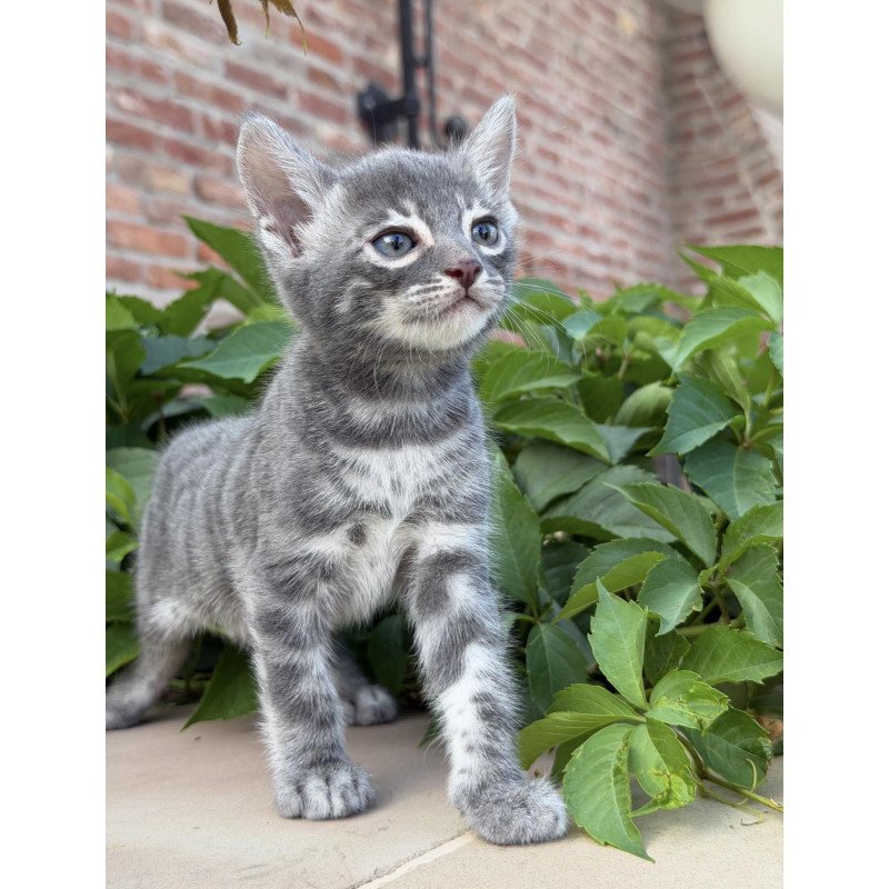Bengal NOV Cherruti
