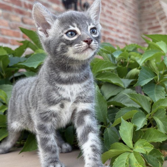 Bengal NOV Cherruti