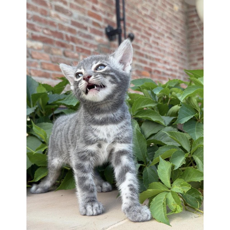 Bengal NOV Cherruti
