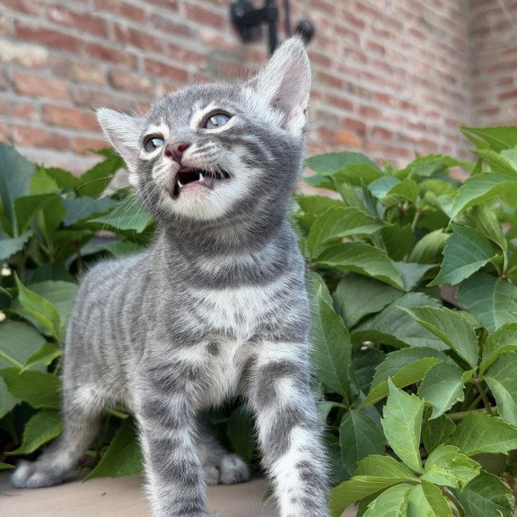 Bengal NOV Cherruti