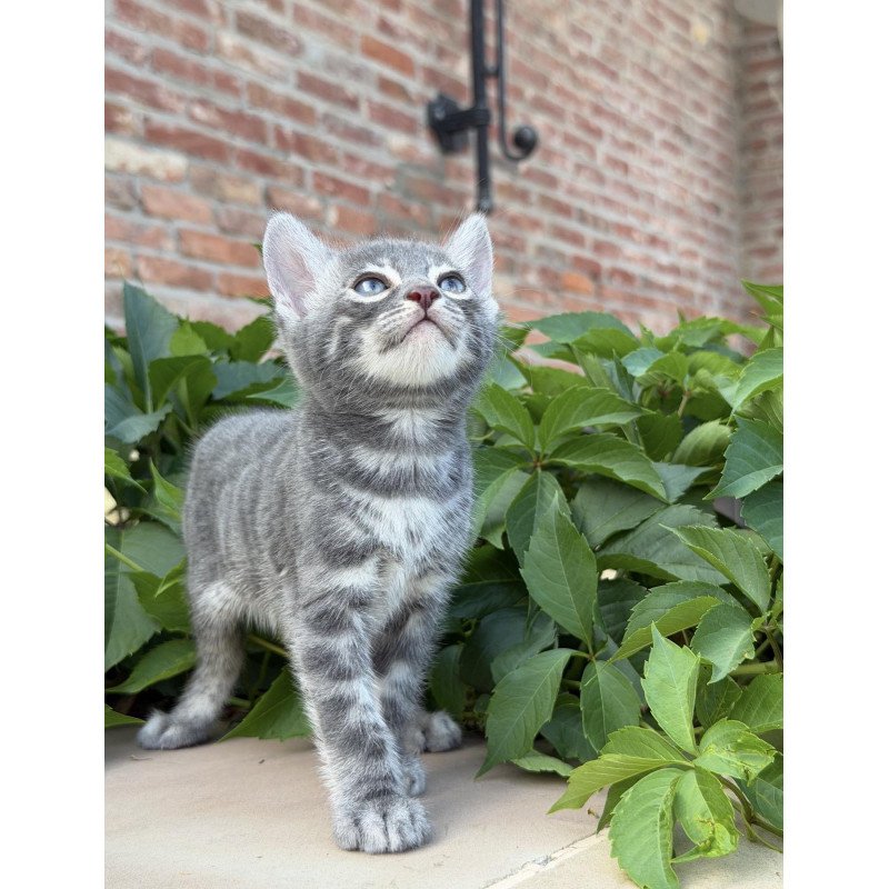 Bengal NOV Cherruti
