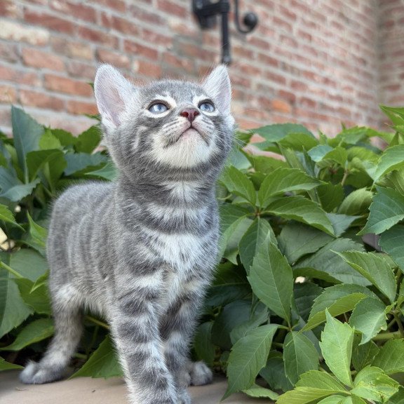Bengal NOV Cherruti