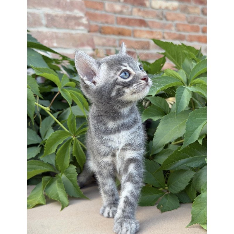 Bengal NOV Cherruti