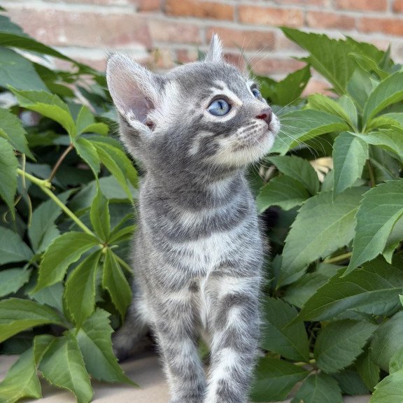 Bengal NOV Cherruti