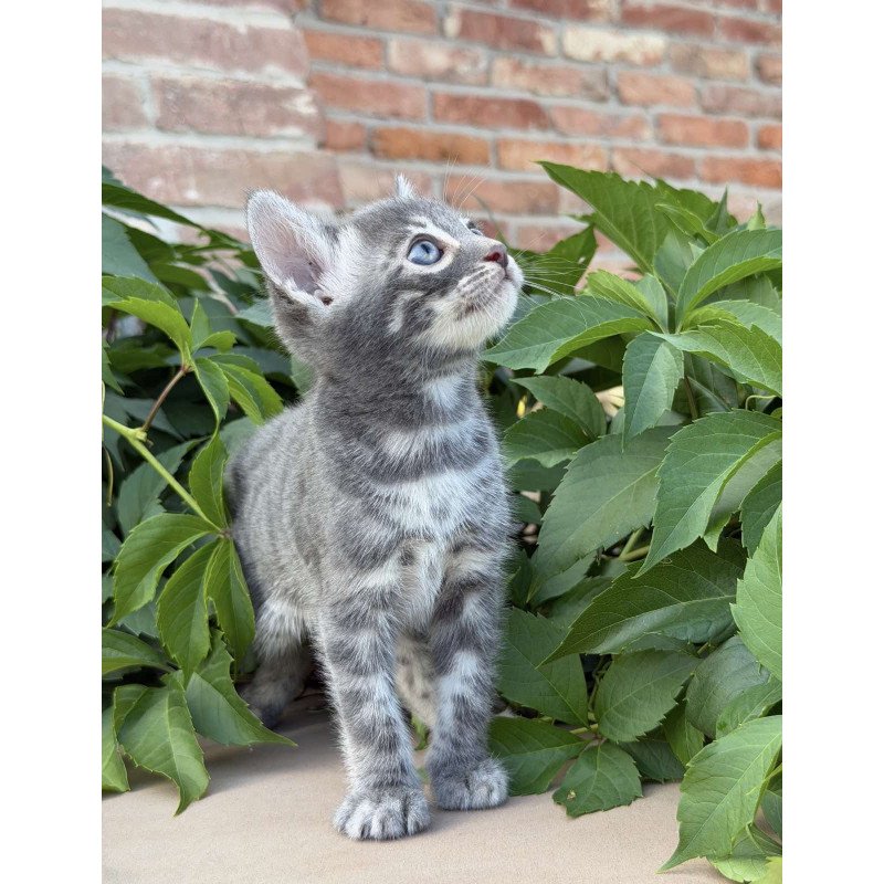 Bengal NOV Cherruti