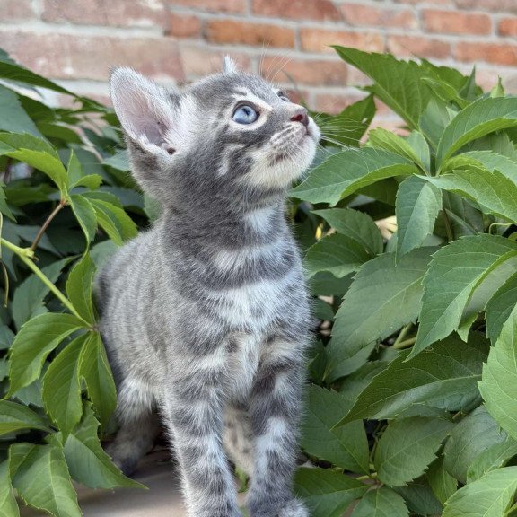 Bengal NOV Cherruti