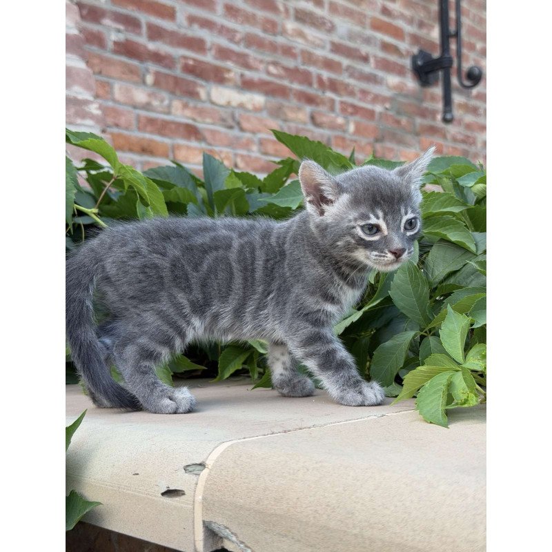 Bengal NOV Cherruti