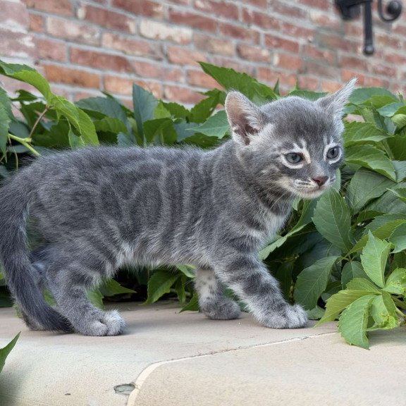 Bengal NOV Cherruti