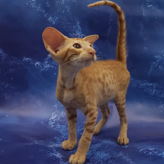 Oriental EZ Tamerlane