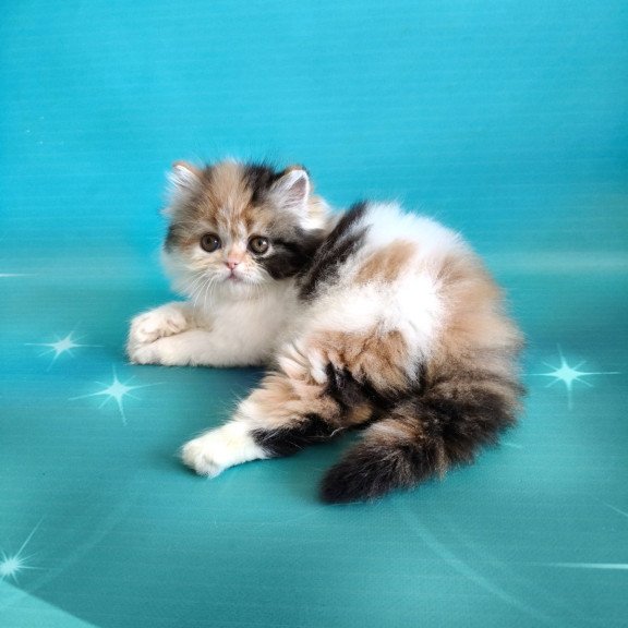Persian EZ Nora