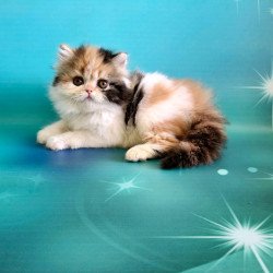 Persian EZ Nora