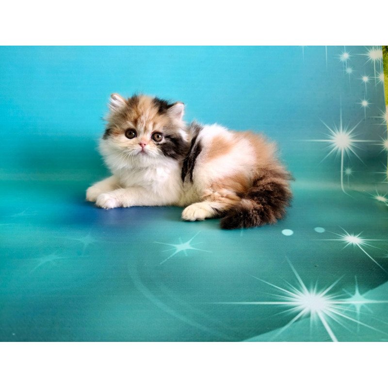 Persian EZ Nora