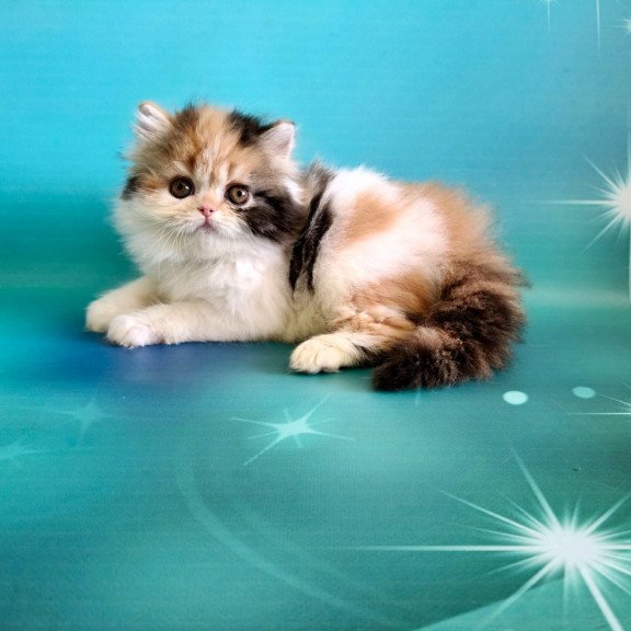 Persian EZ Nora