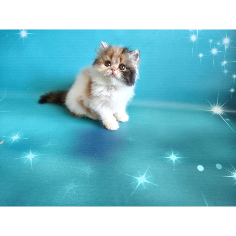 Persian EZ Nora