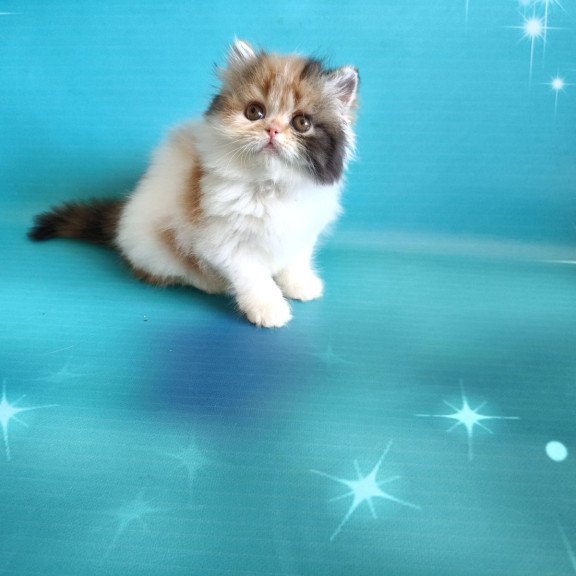 Persian EZ Nora