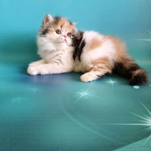 Persian EZ Nora