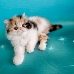 Persian EZ Nora