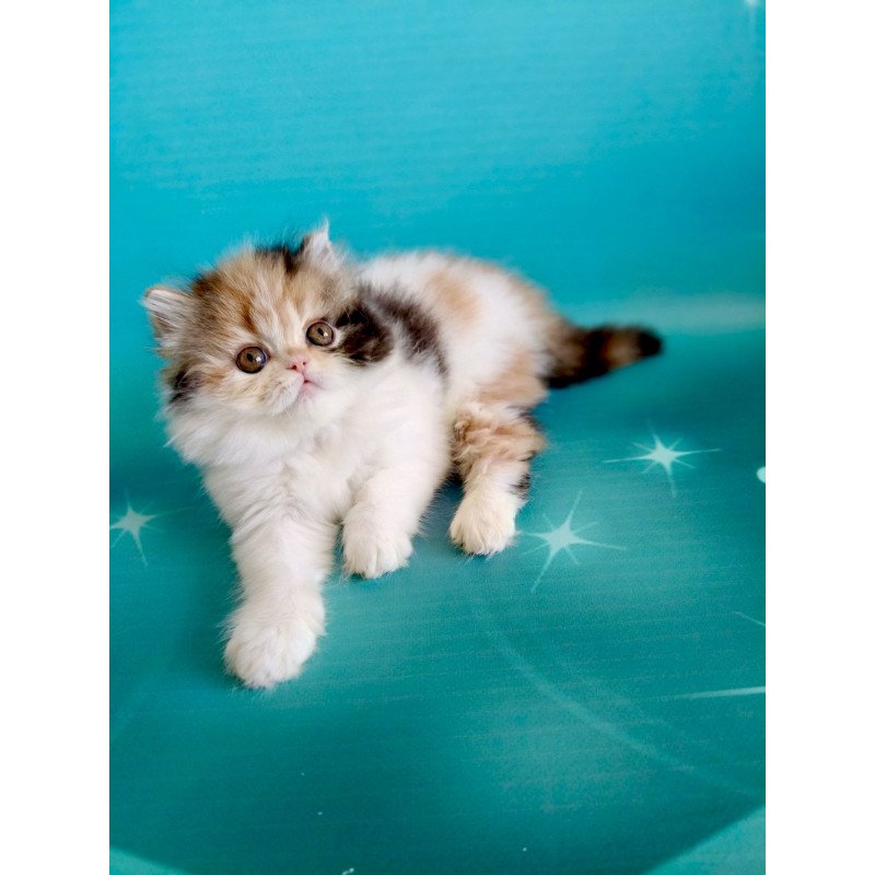 Persian EZ Nora