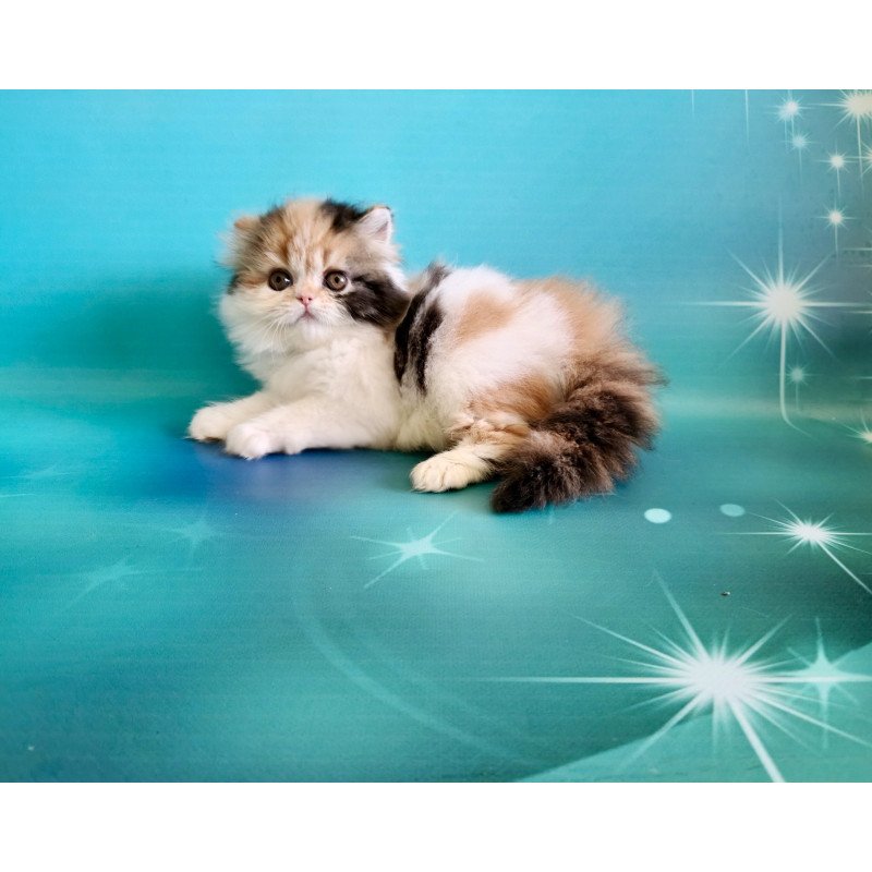 Persian EZ Nora