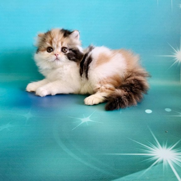 Persian EZ Nora