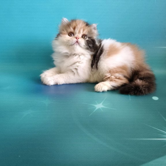 Persian EZ Nora