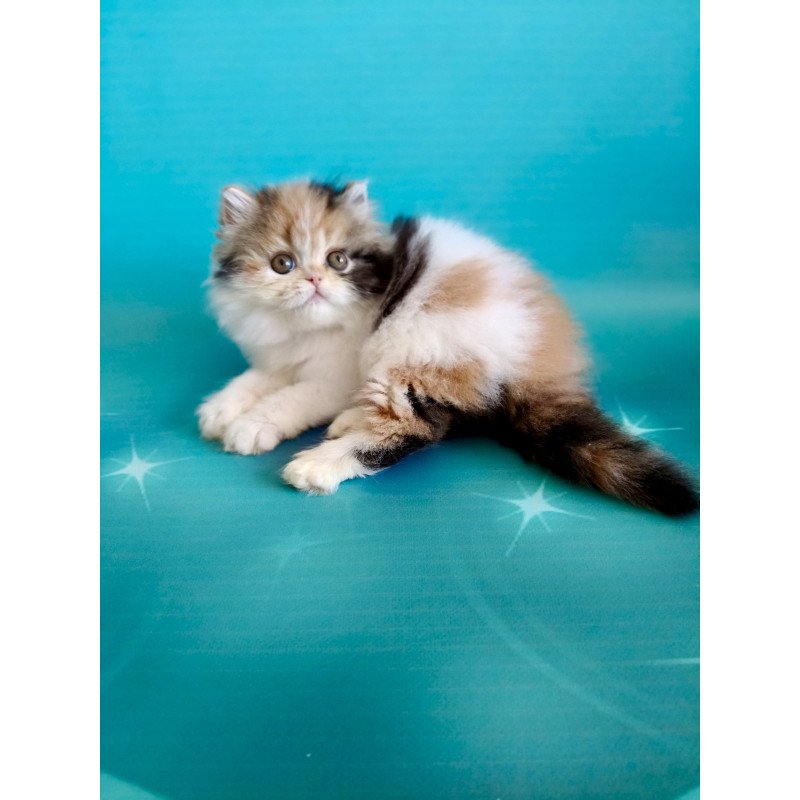 Persian EZ Nora