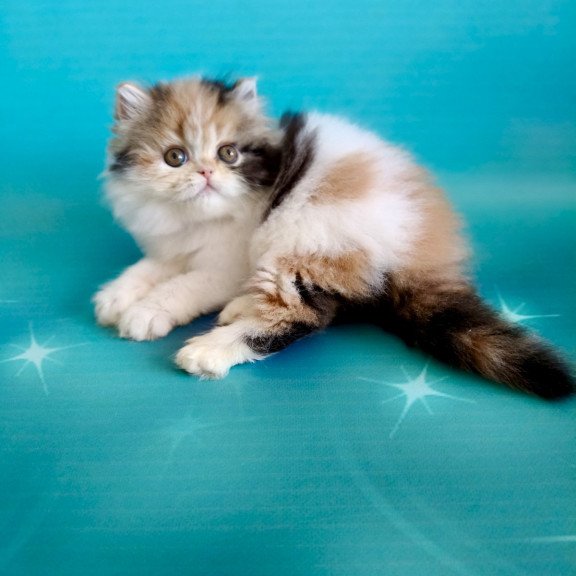 Persian EZ Nora