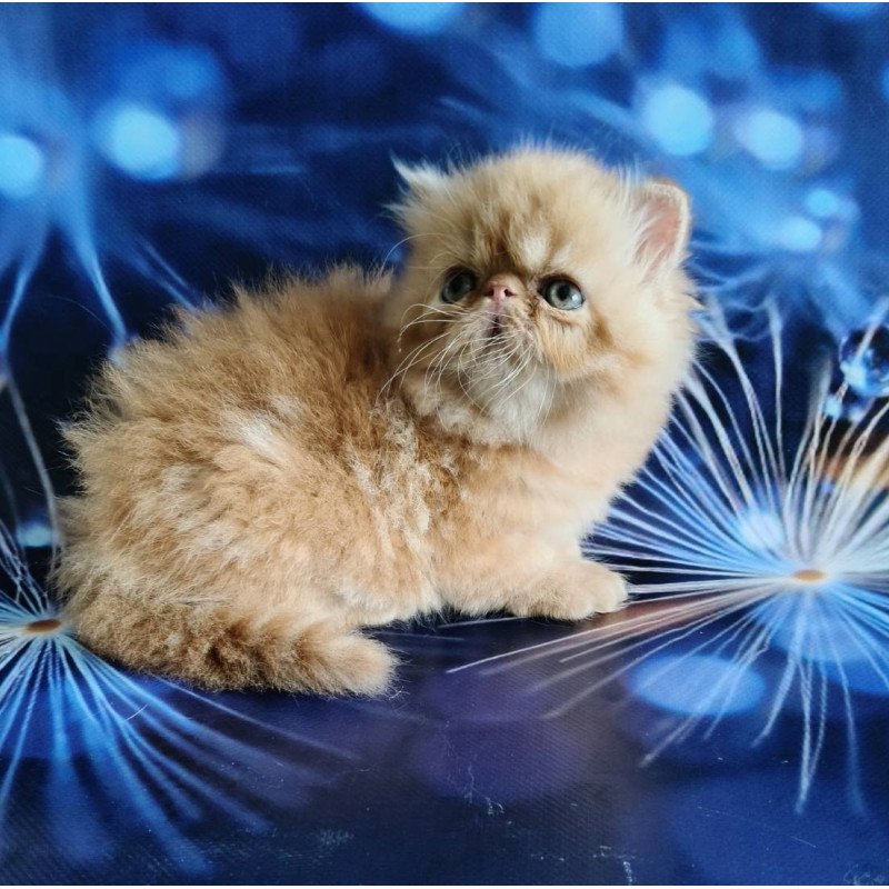 Persian EZ Simona
