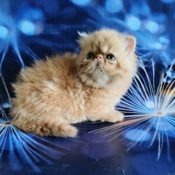 Persian EZ Simona