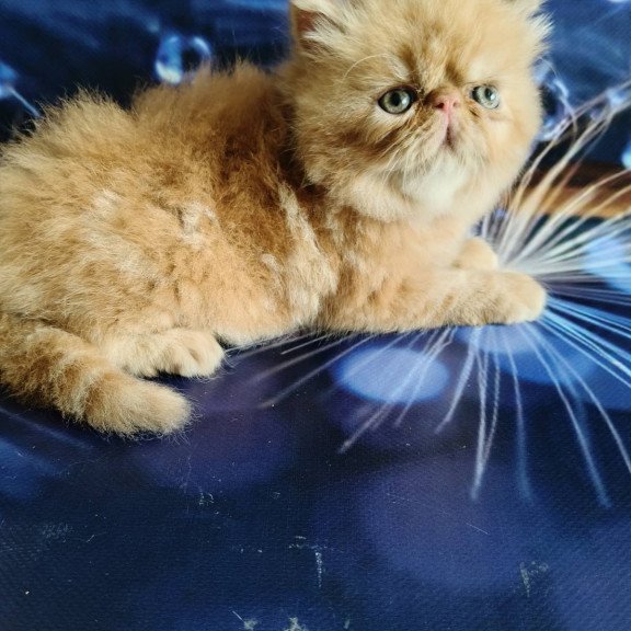 Persian EZ Simona