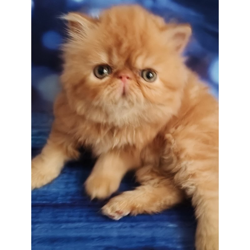 Persian EZ Simona