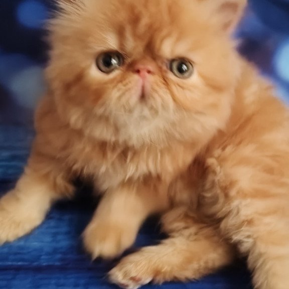 Persian EZ Simona