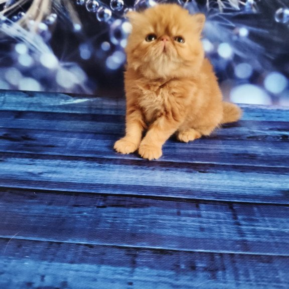 Persian EZ Simona