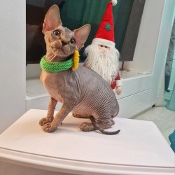 Sphynx EZ Dasha