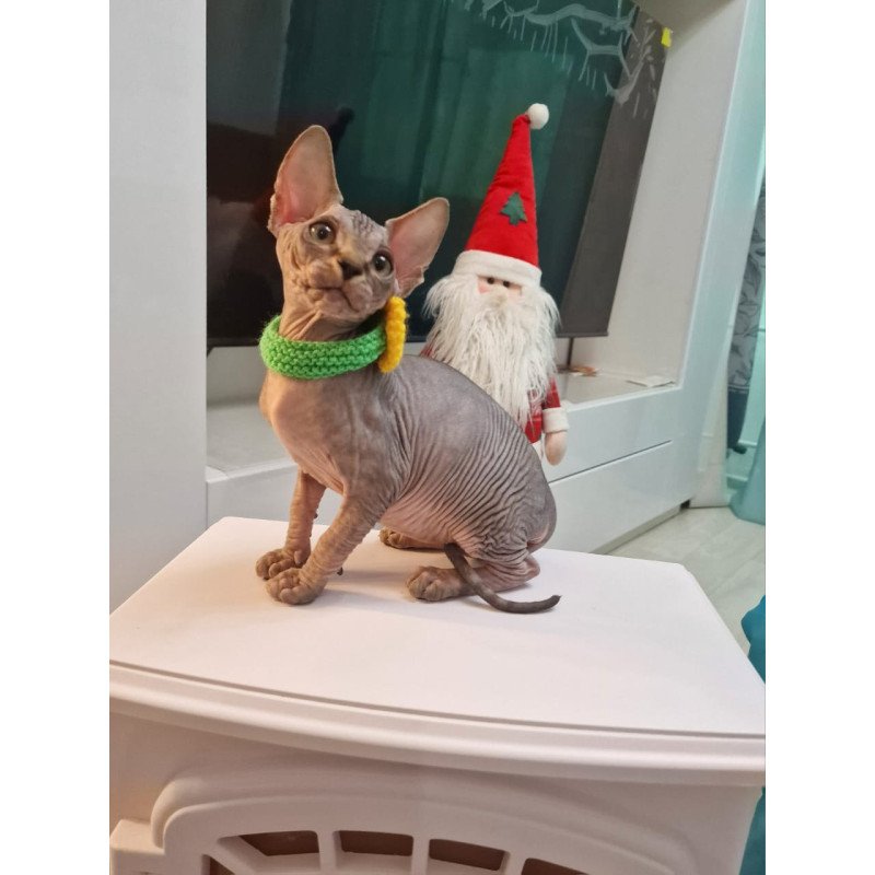 Sphynx EZ Dasha