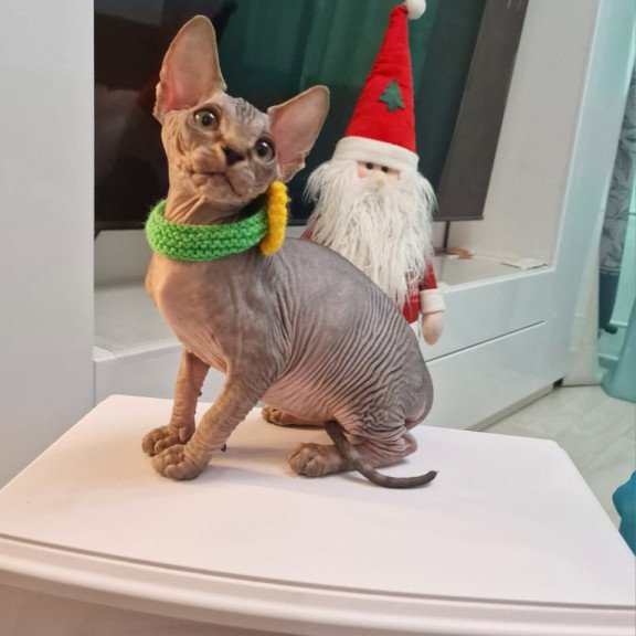 Sphynx EZ Dasha